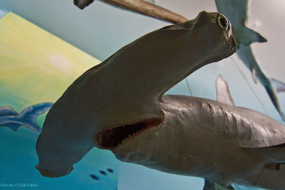 Pisces do the hardest, look like plastic