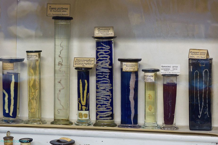 The most annoying thing is all kinds of worms.