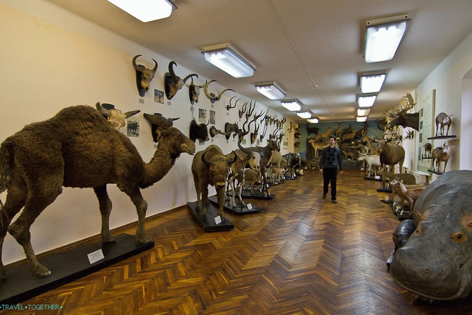 There is even a hippopotamus