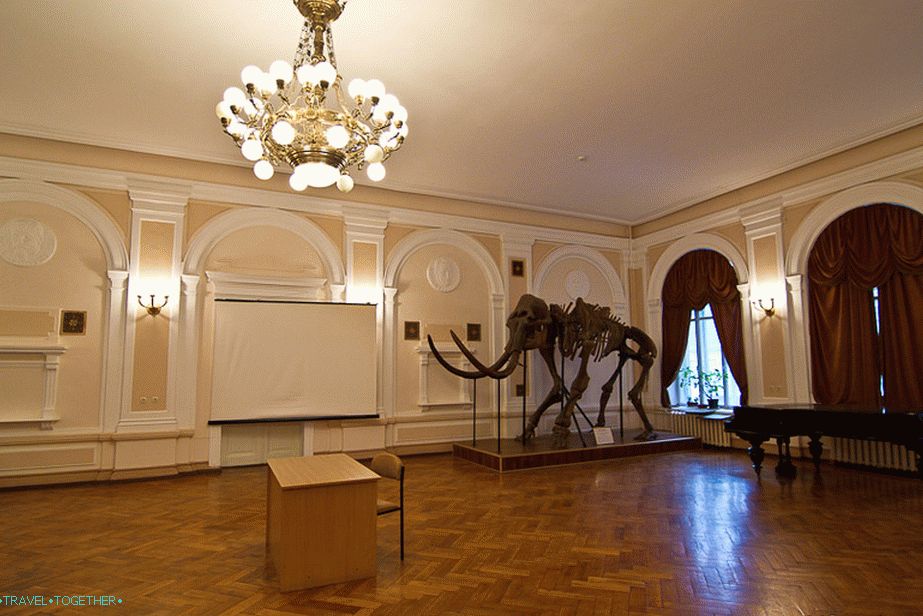 Common room for evenings with a mammoth in the corner