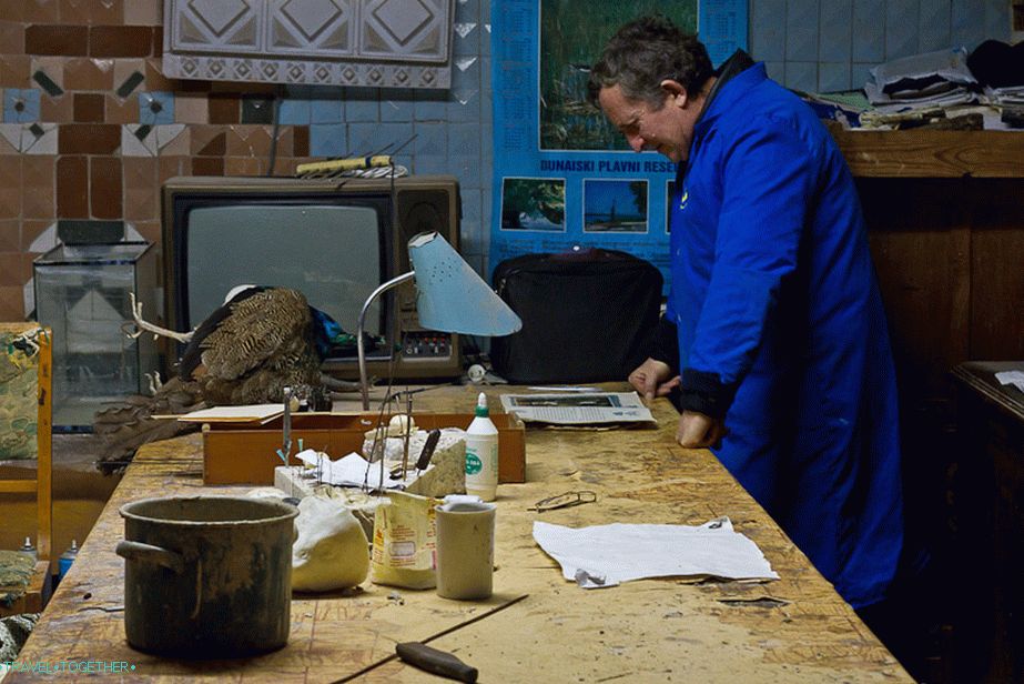 Taxidermist at the desk