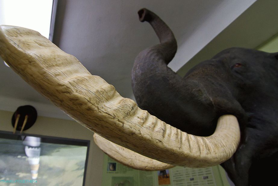 The tusks of the elephant stoch on the lattice at the zoo