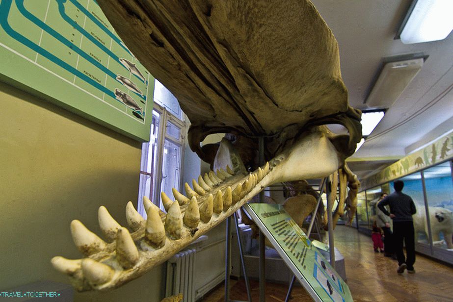 The mouth of the sperm whale, and its length is 20 meters