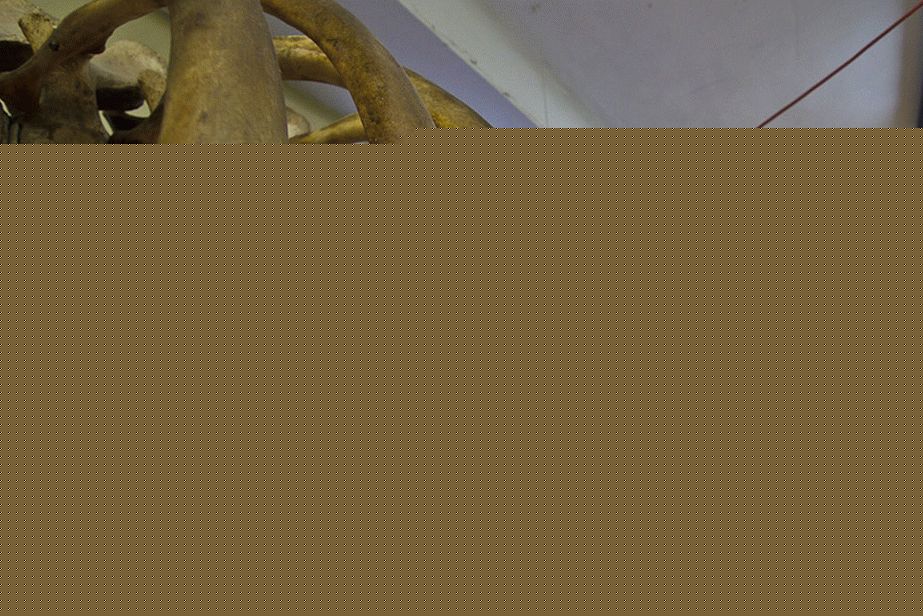 After a year, some bones are shiny with fat