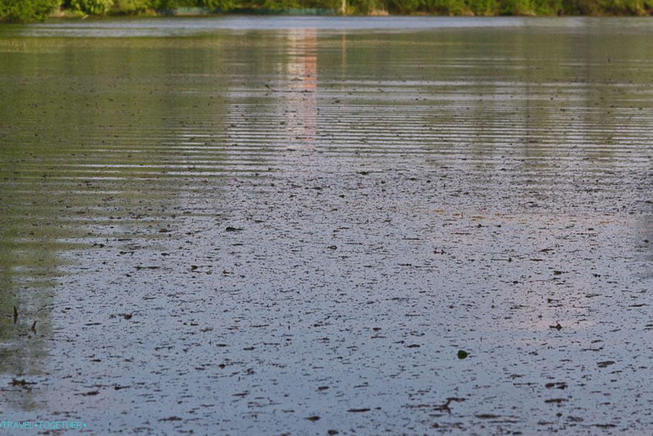 The pond at the end of the manor was polluted
