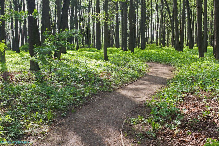 Ground and gravel paths