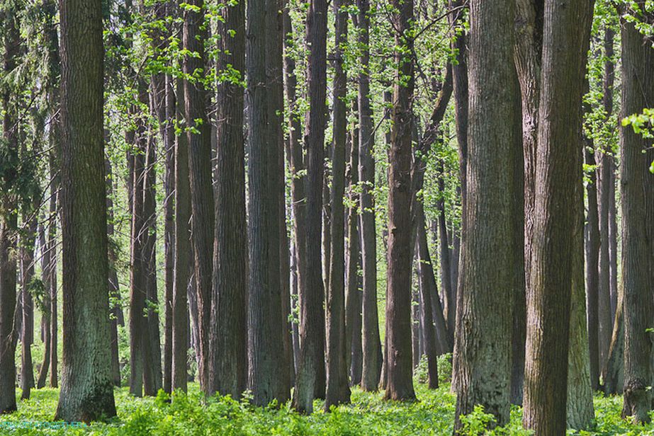 Right after the forest fence