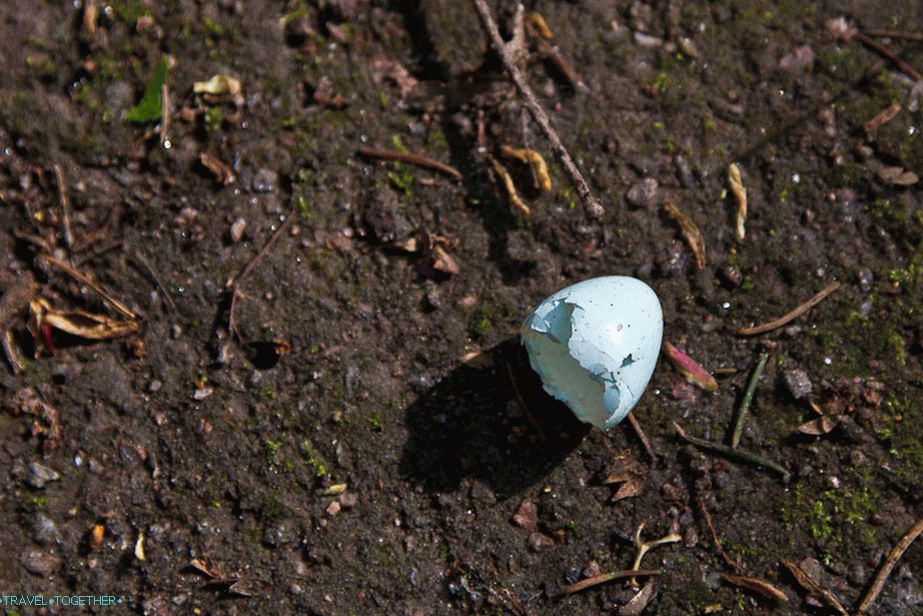 On the tracks there is a fresh shell