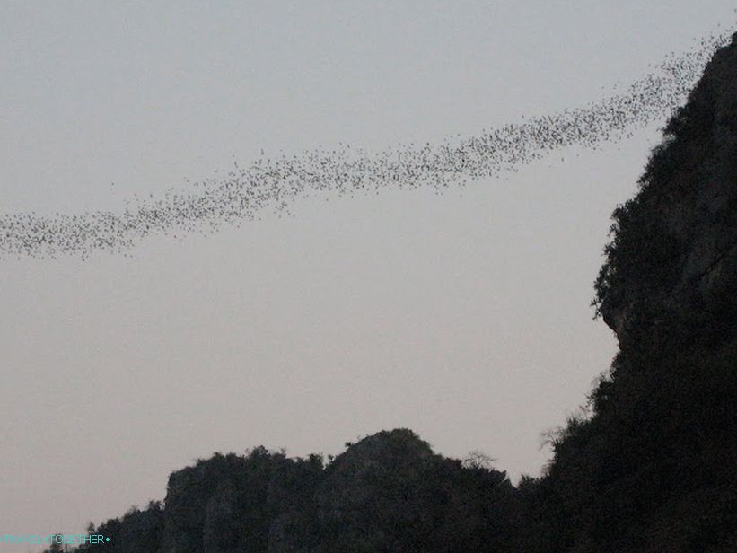 Bat Cave near Hua Hin