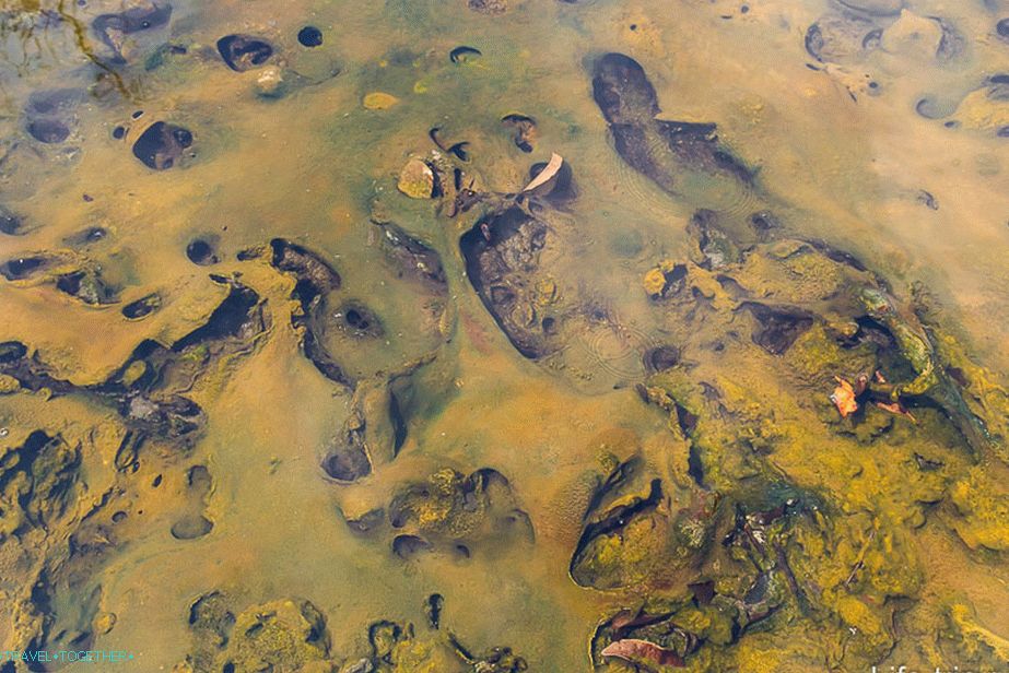 The bottom looks funny, like on another planet.