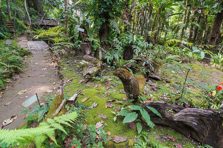 Herb Garden - Herb Garden