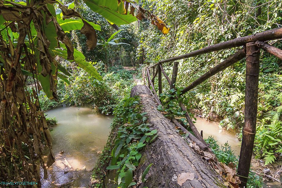 The bridge somewhere in the jungle