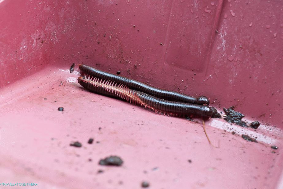 Creepy things sometimes creep into the house.