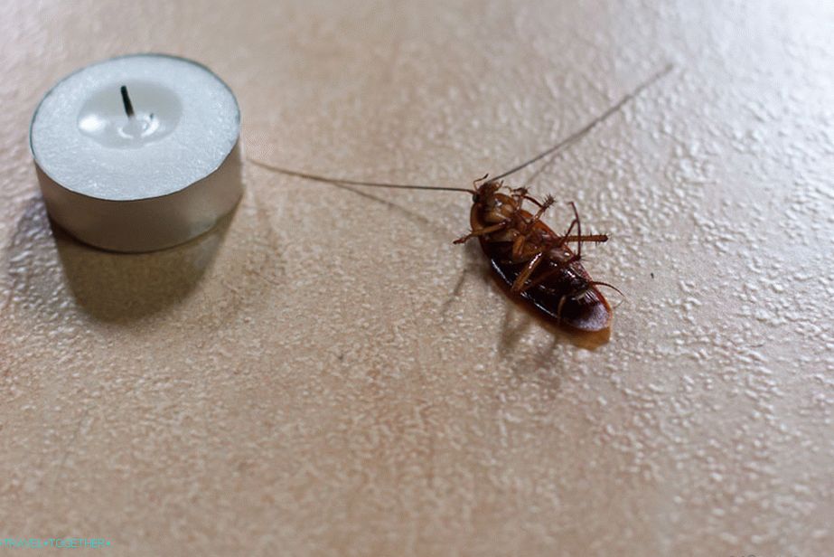 Our guests - run and fly