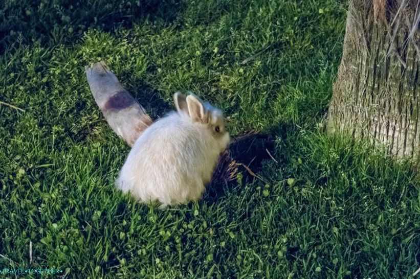 Navaginskaya Street in Sochi - the natural local Arbat