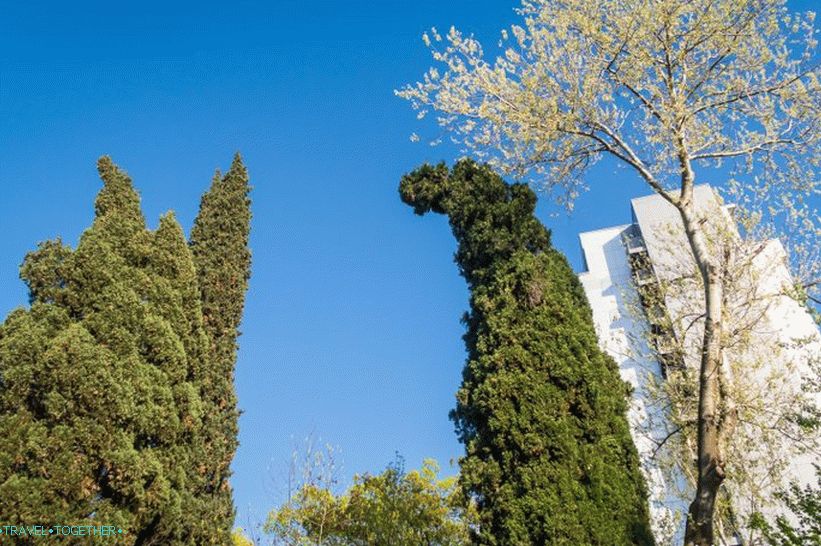 Navaginskaya Street in Sochi - the natural local Arbat