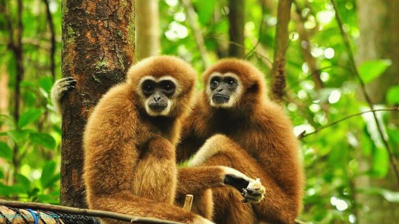 Gibbons in Thailand