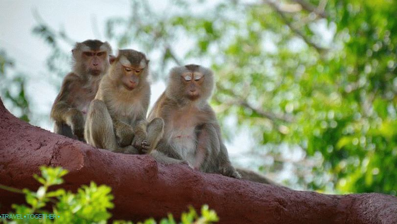 Macaques in Thailand