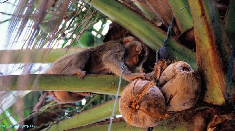 School for monkeys in Thailand