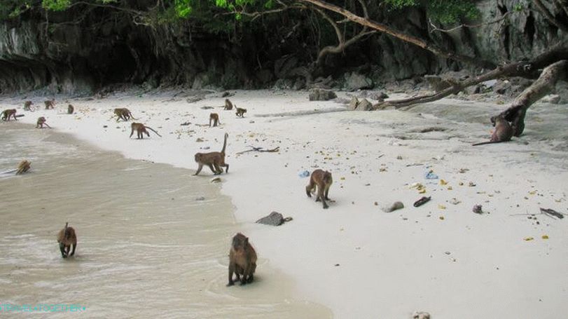 Monkey Island in Thailand