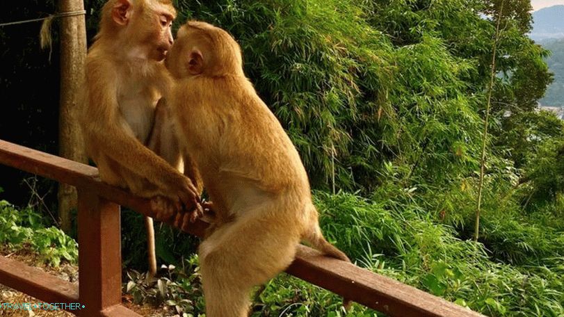 Monkey Hill Monkey Mountain in Phuket