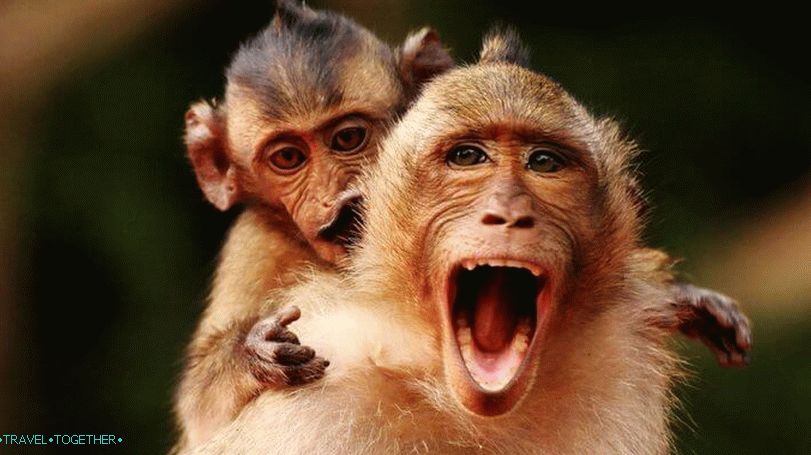 What to do if a monkey bitten