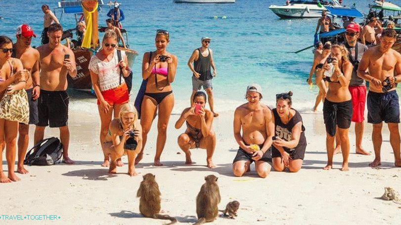 Monkeys in Thailand