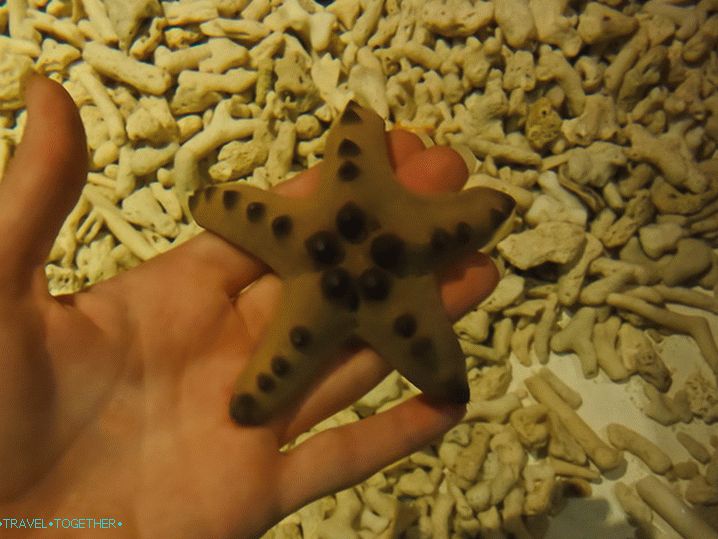 Starfish covers hand