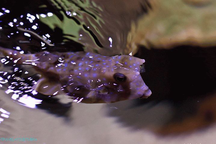 Funny fish with bulging eyes