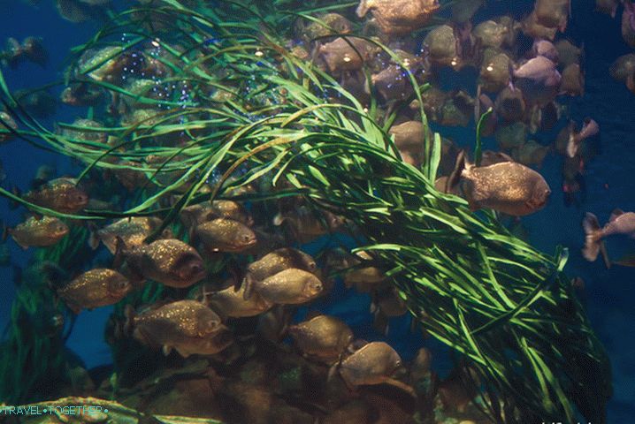 It seems these cute creatures are piranhas