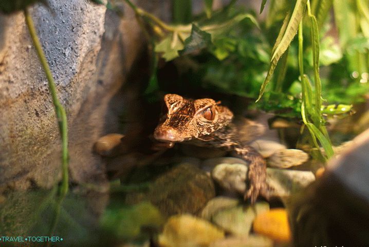 One of the smallest crocodiles, as the sign read