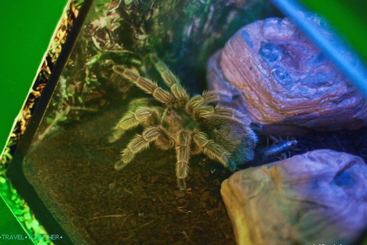 Shaggy fluffy danger