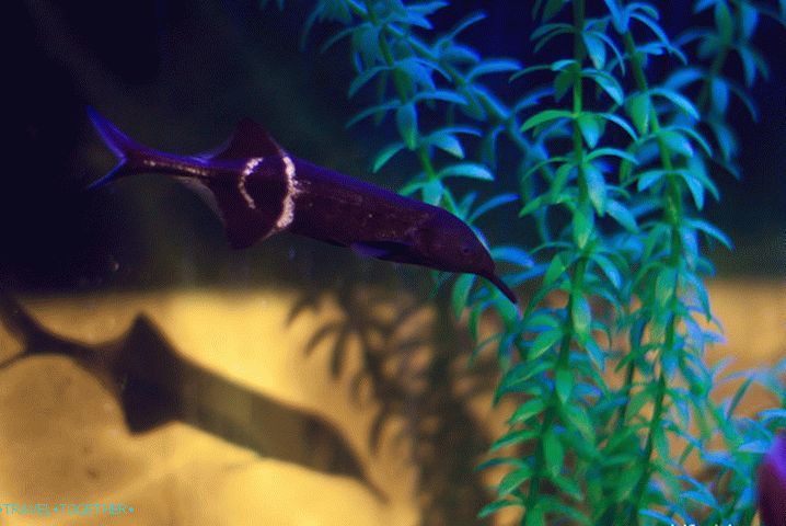 Little elephant fish with a trunk