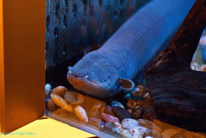 Eel, just bluish eel