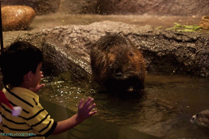 Animals in the Oceanarium is different