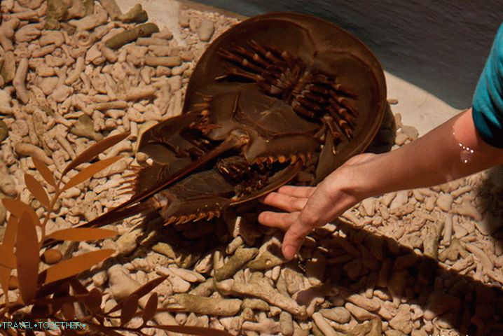 In a special aquarium, you can touch mating animals