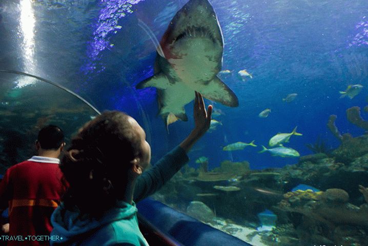 Even through the glass they are afraid to touch