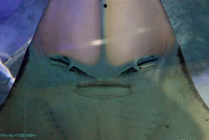 Alien - Smile Friend