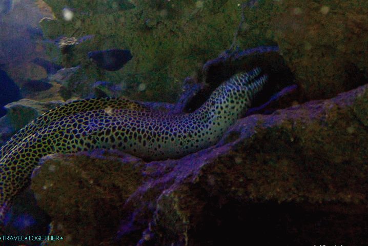 Moray in the Kuala Lumpur Oceanarium