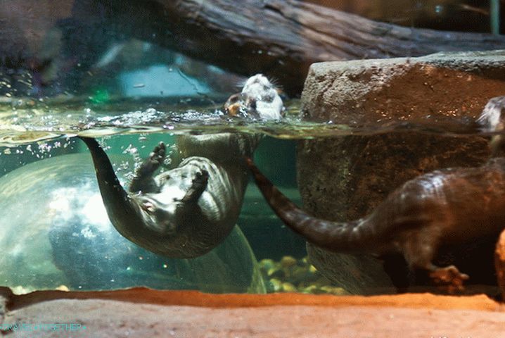 Otters tumble
