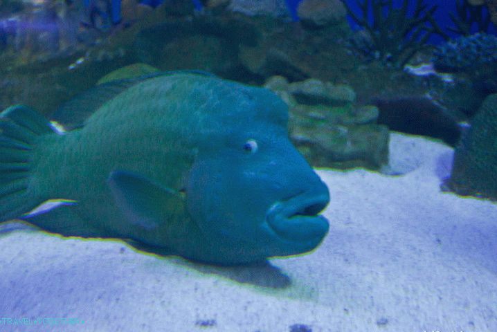 Funny fish