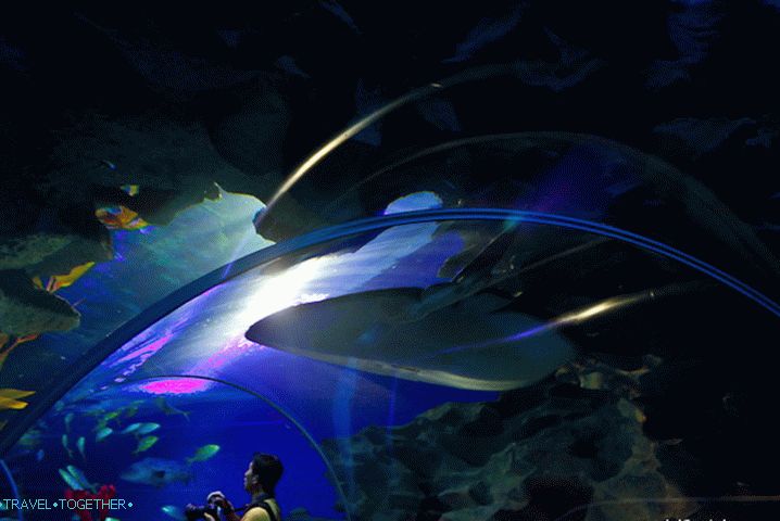Tunnel in Kuala Lumpur Oceanarium