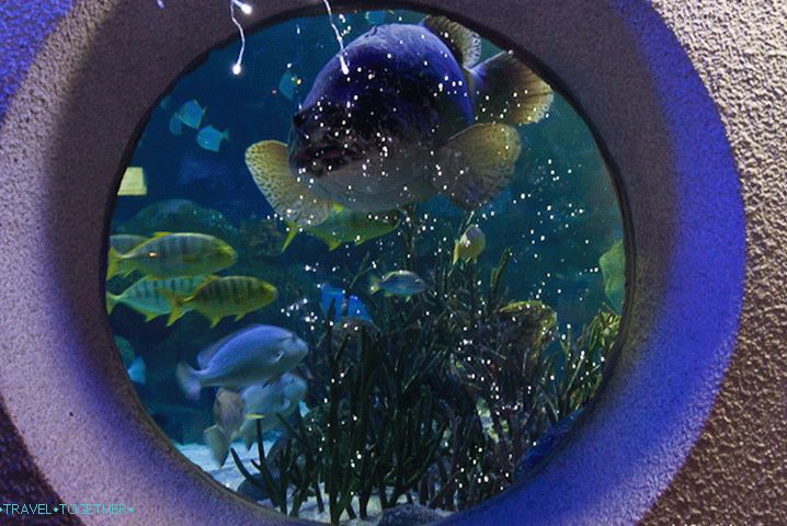 At the Kuala Lumpur Oceanarium