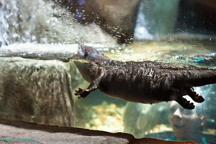 It's great to watch them from the glass dome