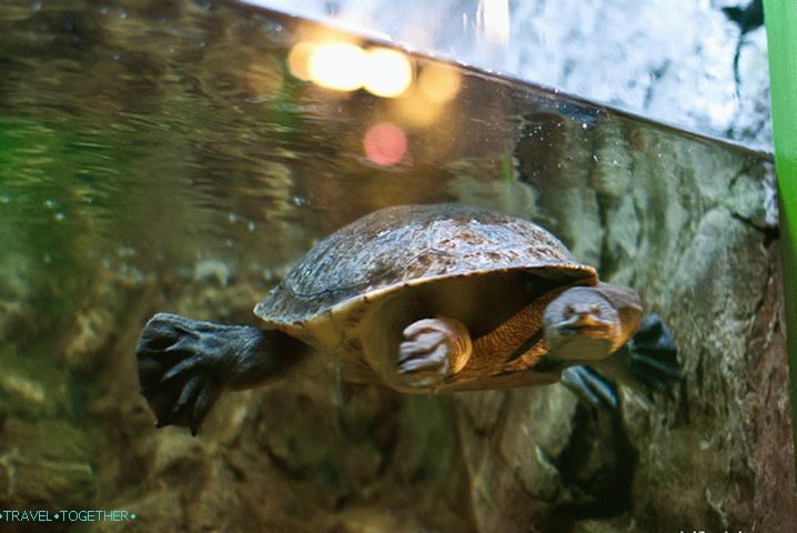 Long-necked turtle with a snake-like face