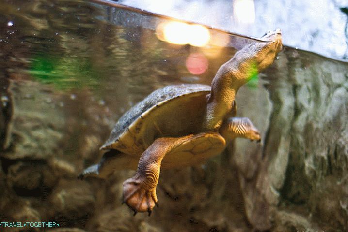 Long-necked turtle in his wondrous dance