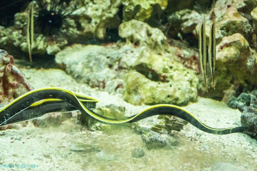 Phuket Oceanarium - which is rather a dull aquarium