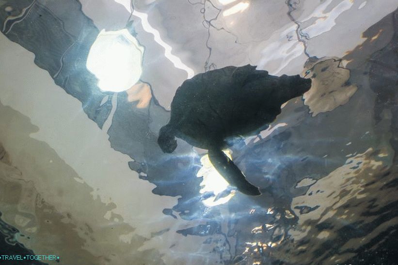 All I could see in the tunnel