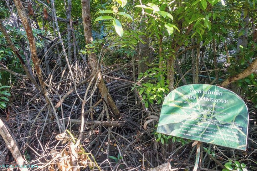 Phuket Oceanarium - which is rather a dull aquarium