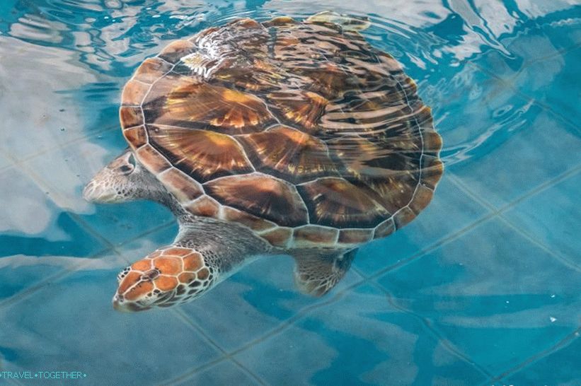Phuket Oceanarium - which is rather a dull aquarium
